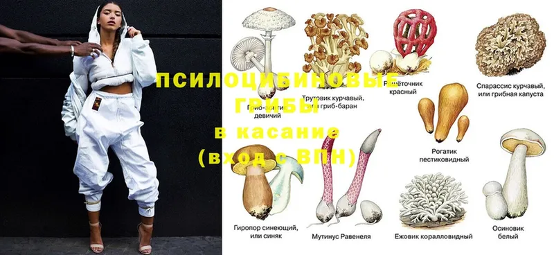 блэк спрут зеркало  Красногорск  Псилоцибиновые грибы GOLDEN TEACHER 